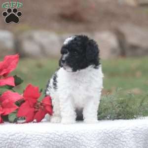 Dixie, Maltipoo Puppy